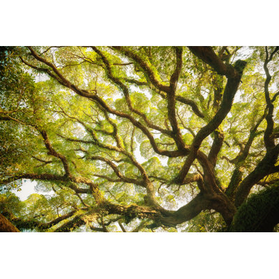 Ancient Banyan Canopy by Shilh - Wrapped Canvas Print