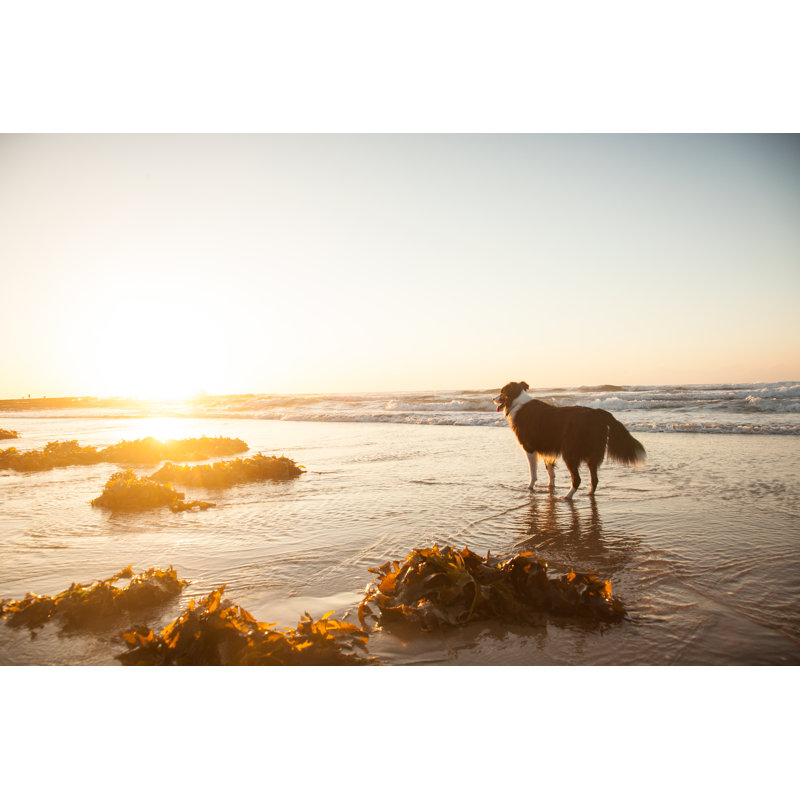 Dog At Beach by Wei Khaw - Wrapped Canvas Print, 30cm H x 46cm W