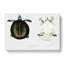 Javan Trionyx Turtle by John Edward Gray - Wrapped Canvas-55362296