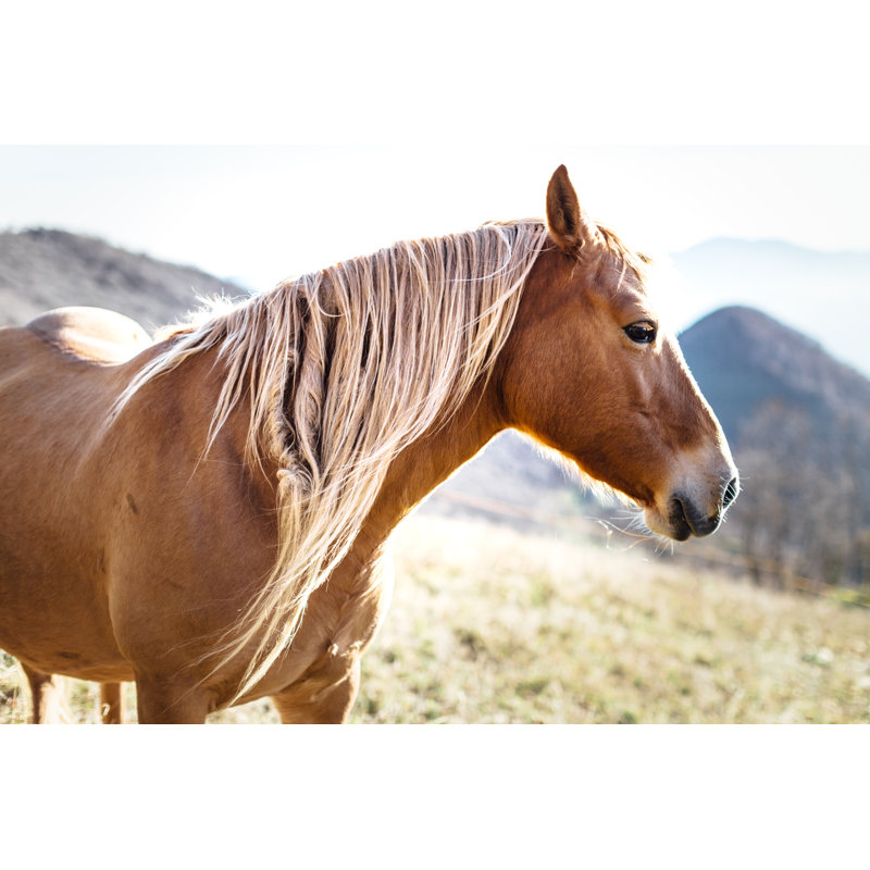 Wilde Horses par Deimagine, H 24 po x l 36 po