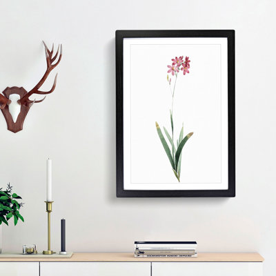 Corn Lily in Pink by Pierre-Joseph Redoute - Picture Frame Painting Print