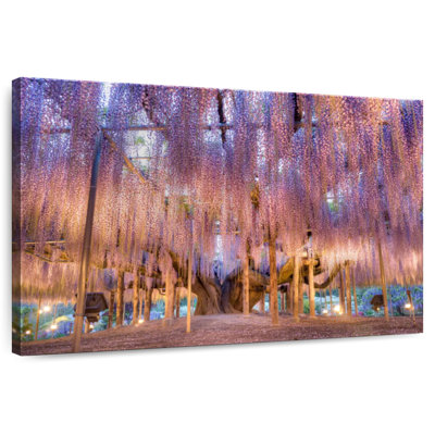 Harnek Wisteria Bloom