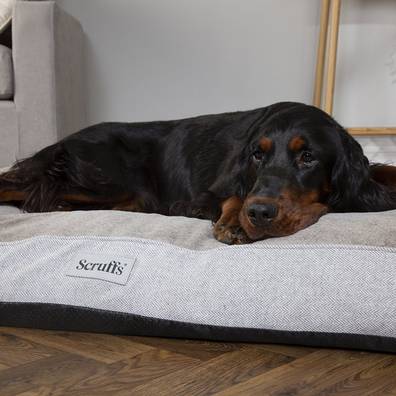 Scruffs Harvard Orthopedic Dog Bed - For Ultra Support & Comfort, 10cm H x 120cm W x 75cm D, Pearl Grey