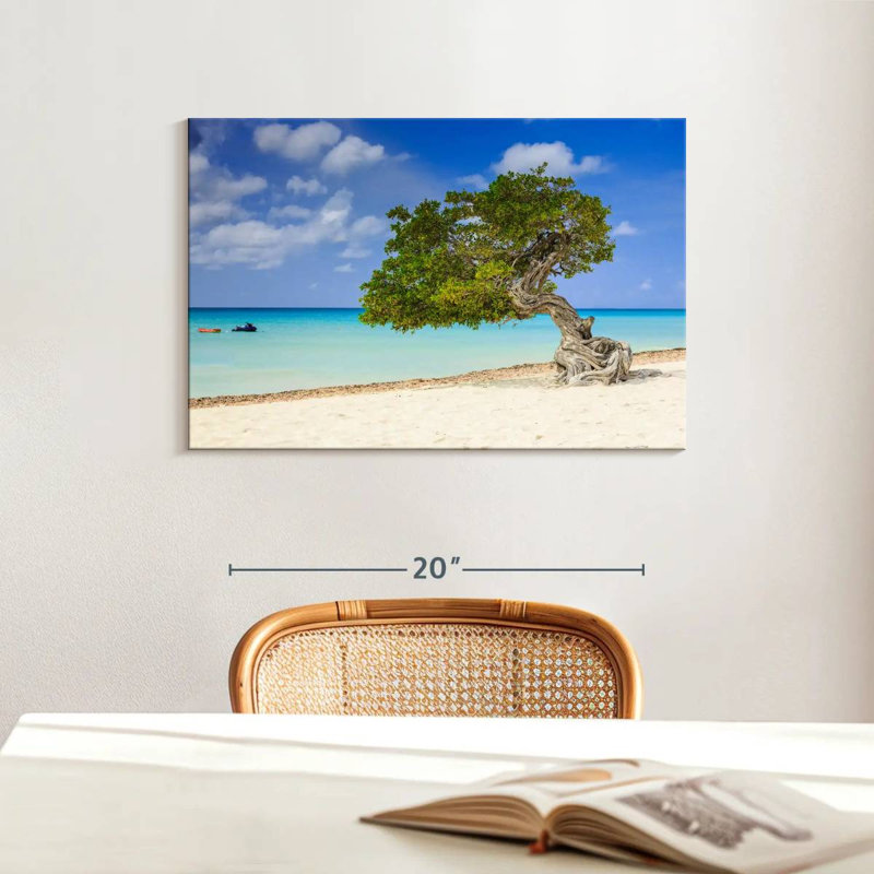 Aruba Gillard Divi Divi Tree, 16" H x 24" W