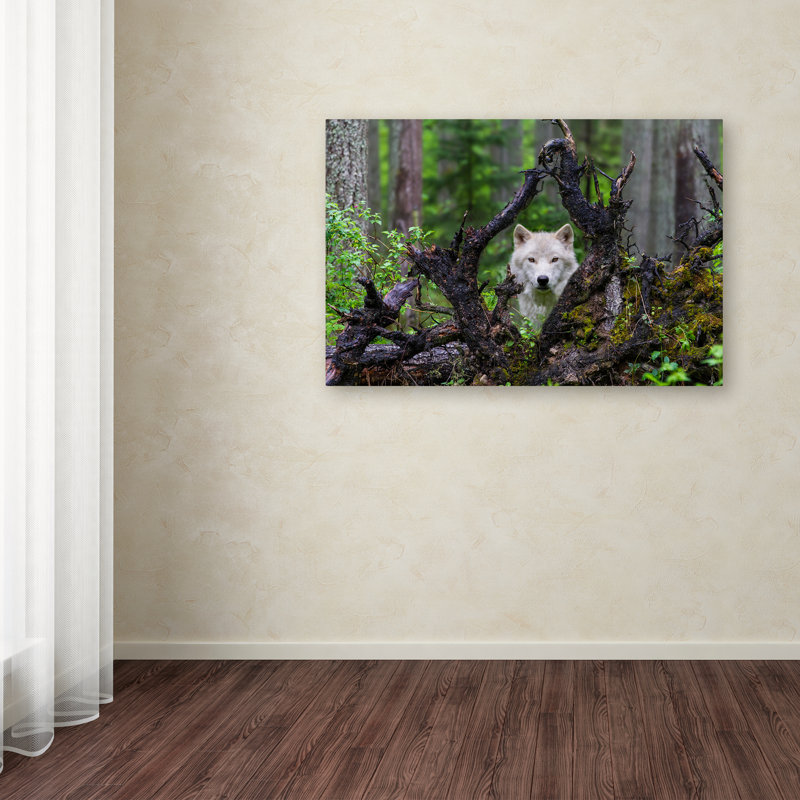 « loup », reproduction de photo sur toile tendue, H 22 po x l 32 po