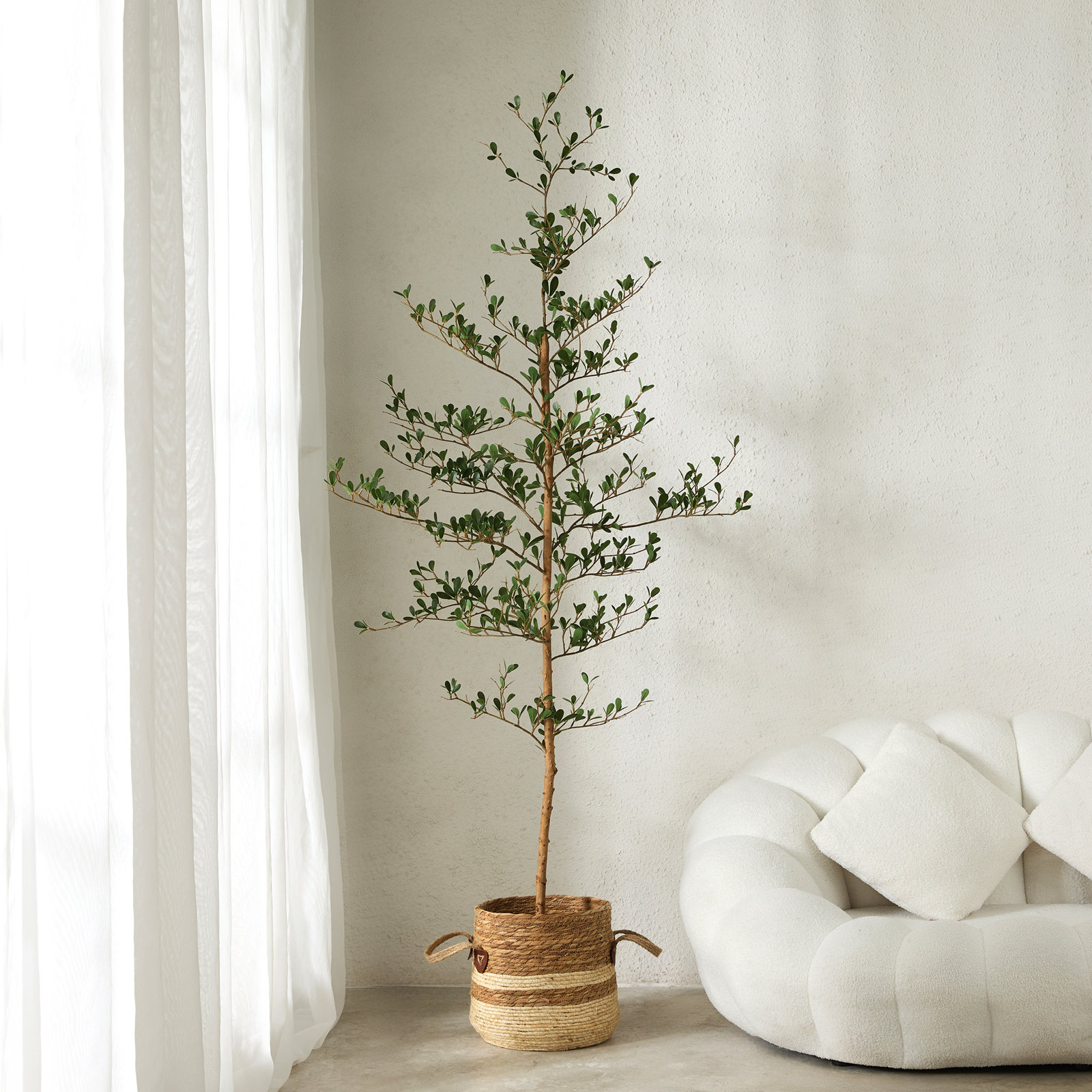 Adcock Olive Tree in Pot, 72" H x 22" W x 22" D