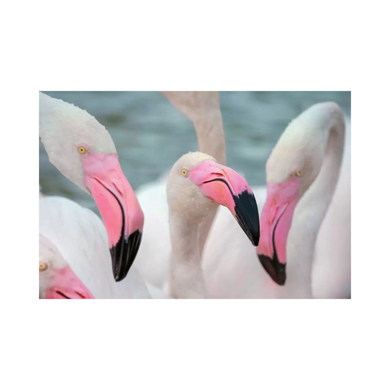 « Flamingos IV » par Ben Heine-reproduction de photo, H 8 po x l 12 po x P 0,75 po, Toile tendue, Pas de tapis