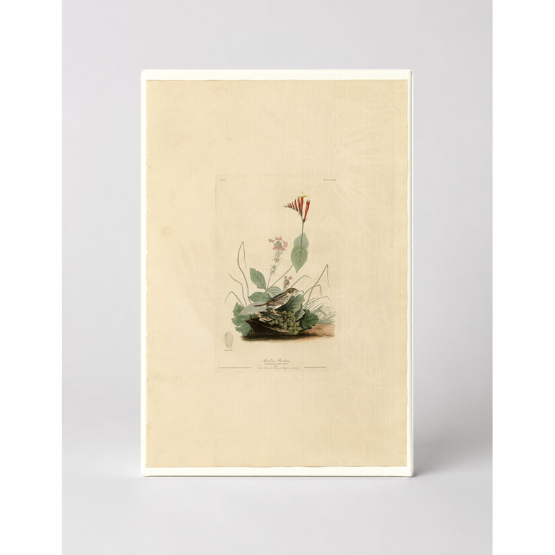 Henslow's Bunting (1831) - Portrait, art mural sur toile, 14" W x 11" H