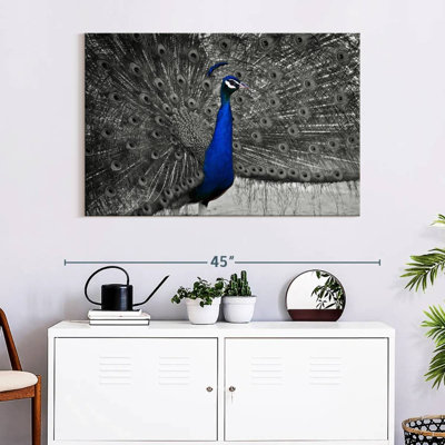 Brampt Peacock Pop