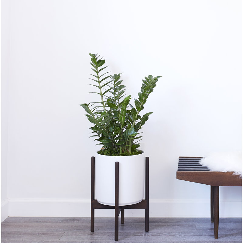 Pot à fleurs en grès Riverside, H 18,25 po x l 12,6 po x P 12,6 po, Blanc / teck foncé
