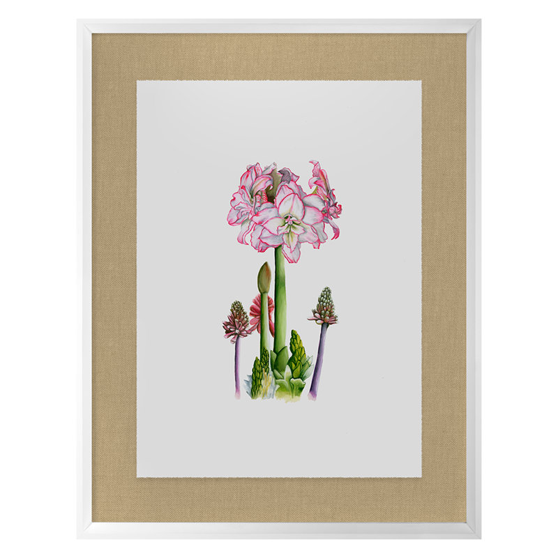 Amaryllis par Thicket Design - Impression sur papier d'une seule photo, Cadre blanc, H 36 po x l 28 po x P 1,75 po