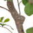 Faux Aralia Tree-Faux Aralia Tree-8'-1112173397