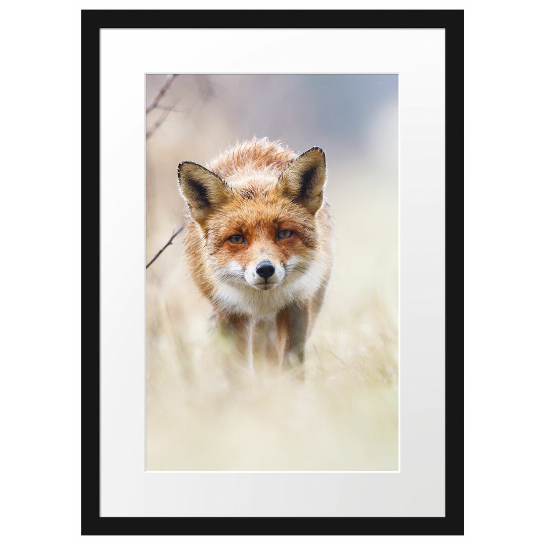 Gerahmtes Poster Schleichender fuchs