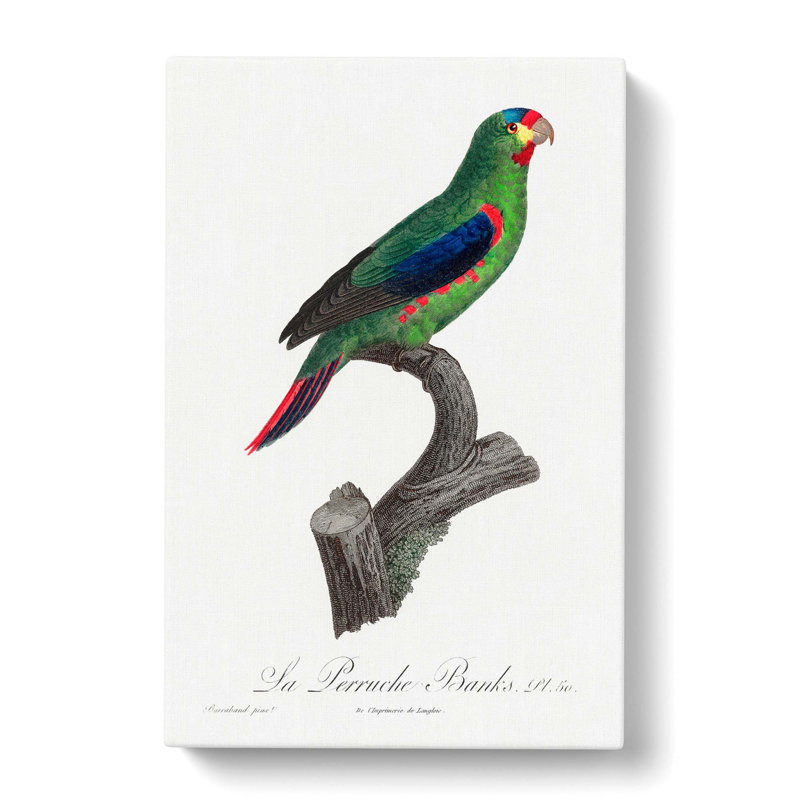 Swift Parrot by F. Levaillant - Wrapped Canvas, 60cm H x 40cm W x 3cm D