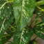 100cm Faux Plant in Pot Liner-124207016