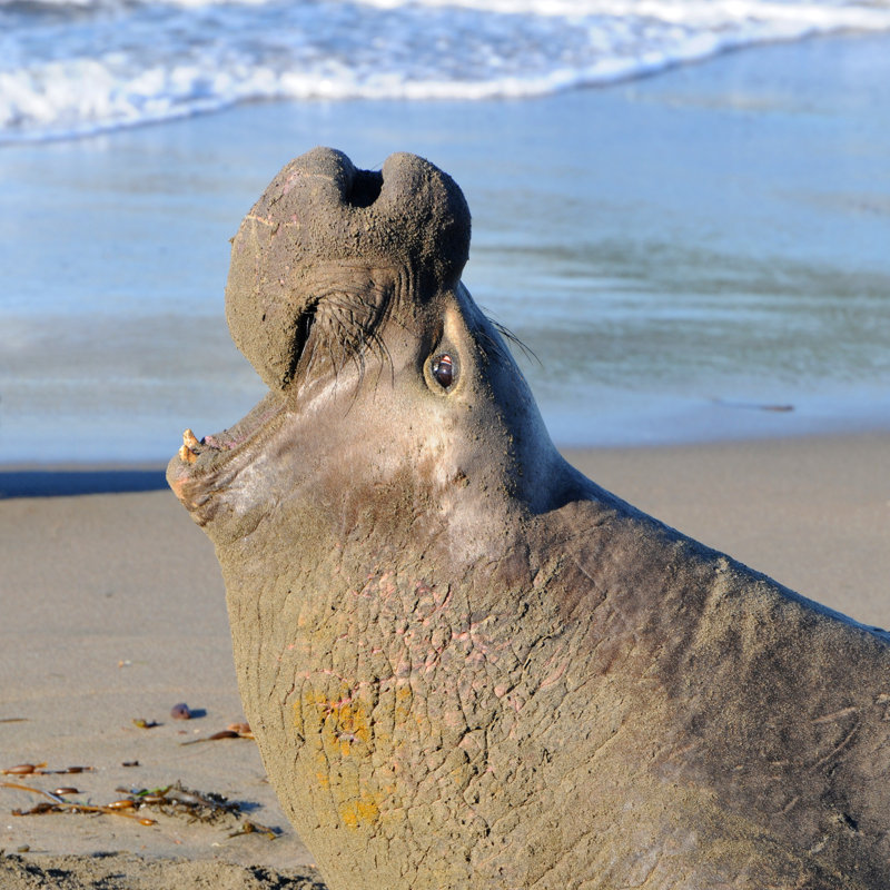 Male Elephant Seal - Wrapped Canvas Print, 51cm H x 51cm W x 3.8cm D