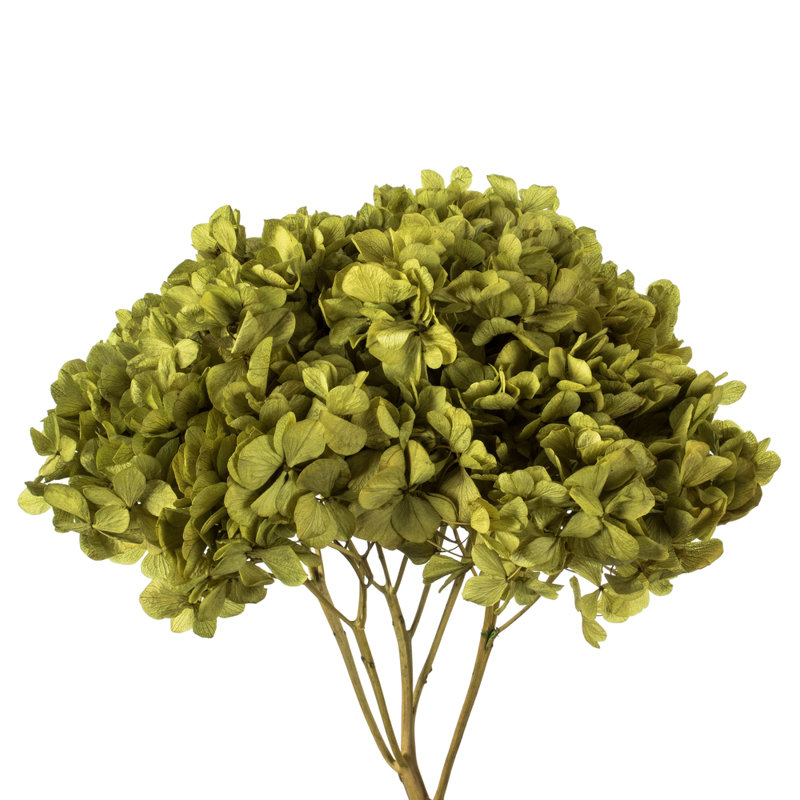 Natural Botanicals 15" Hydrangea with Multiple Branch Segments, Preserved, Antique Moss