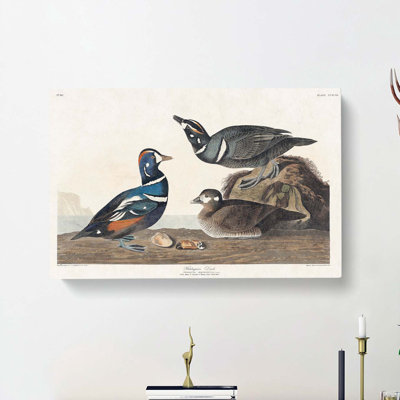 Harlequin Duck by John Audubon - Wrapped Canvas Painting