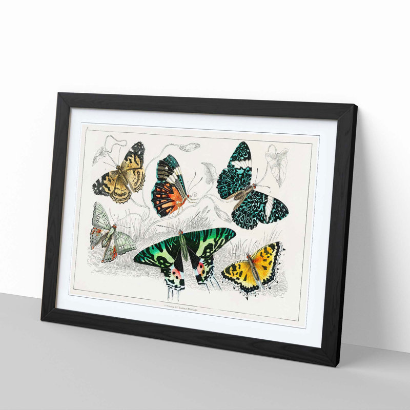 Assortment Of Butterflies XL by Oliver Goldsmith - Single Picture Frame Painting, Black, 33cm H x 45cm W x 2cm D