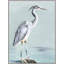 Perched Heron 2 Print
