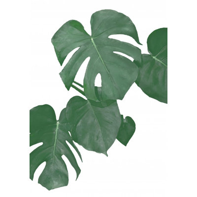 Monstera 01