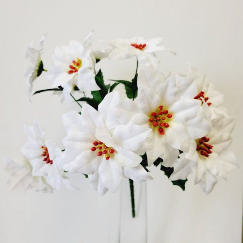 Poinsettia