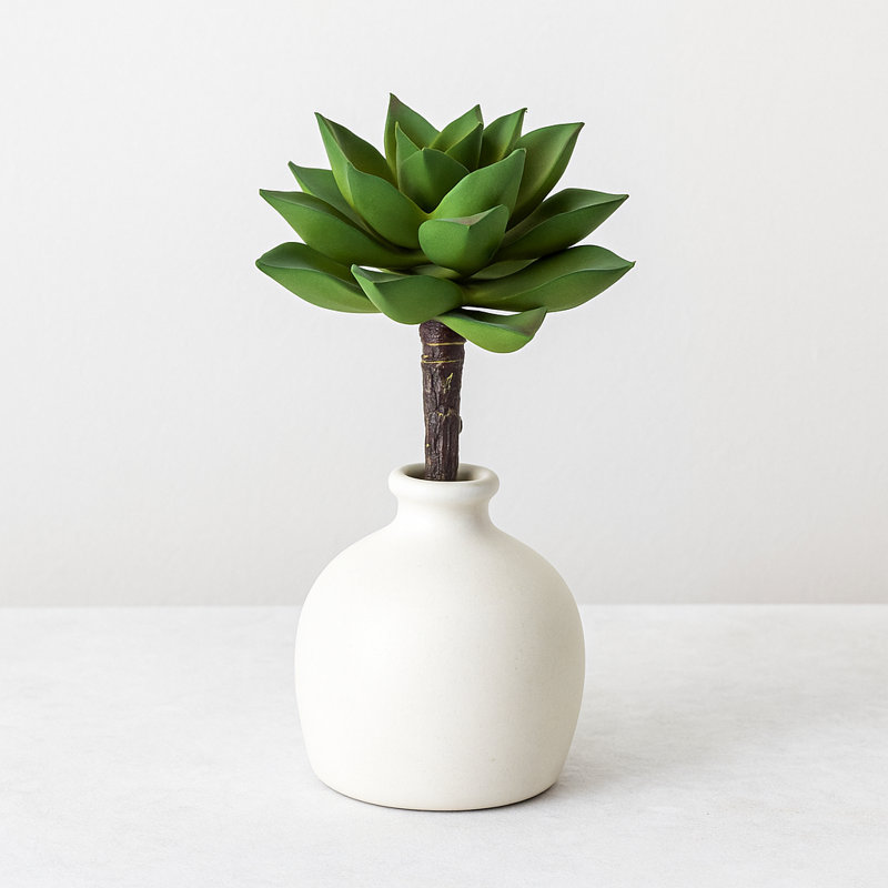 Plante grasse
