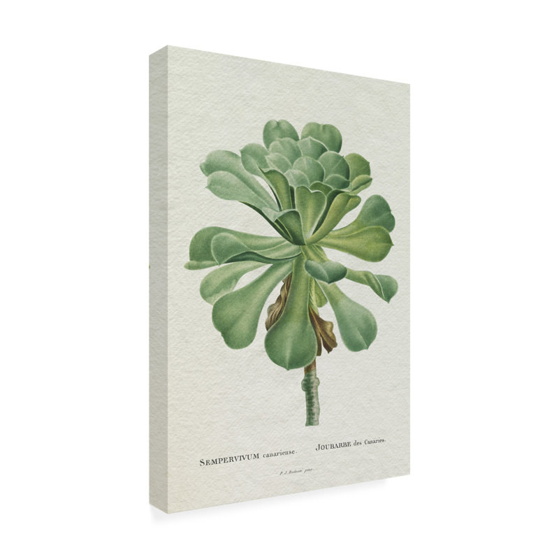 «Redoute Succulent V» sur, H 47 po x l 47 po