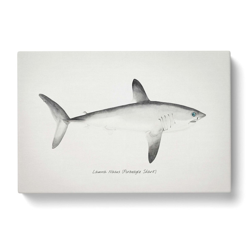 Illustration of a Porbeagle Shark by F.E. Clarke - Wrapped Canvas, 35cm H x 50cm W x 3cm D