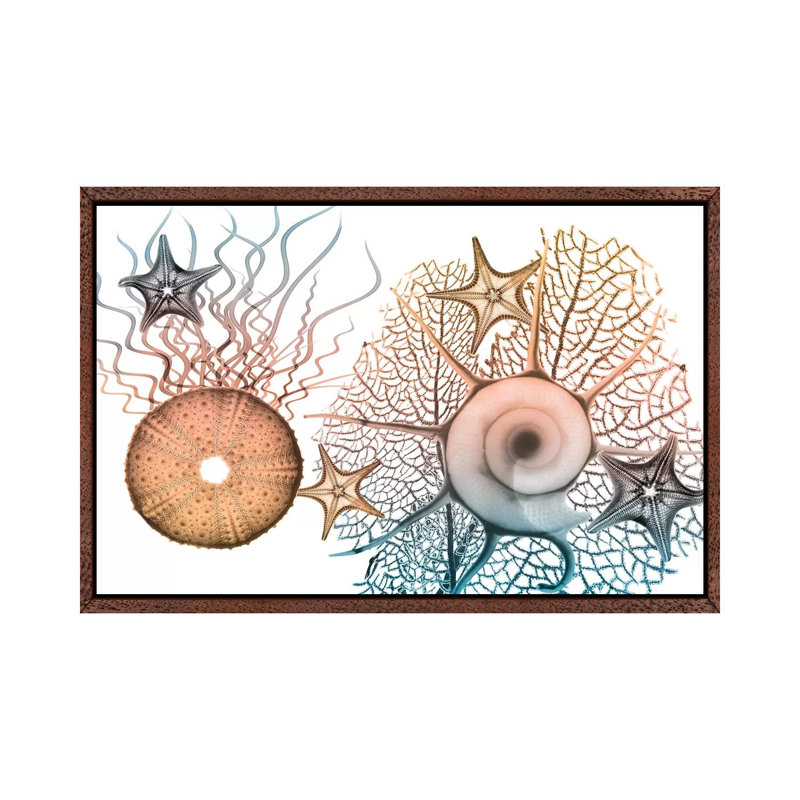 Sea Collective I by Albert Koetsier - Print on Canvas, 45.72cm H x 66.04cm W x 3.81cm D, Classic Brown Wood Framed