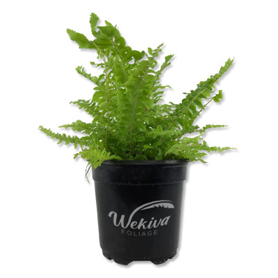 Boston Fern Plant - Live Plant in a 4 Inch Pot - Nephrolepis Exaltata - Beautiful Indoor Air Purifying Fern