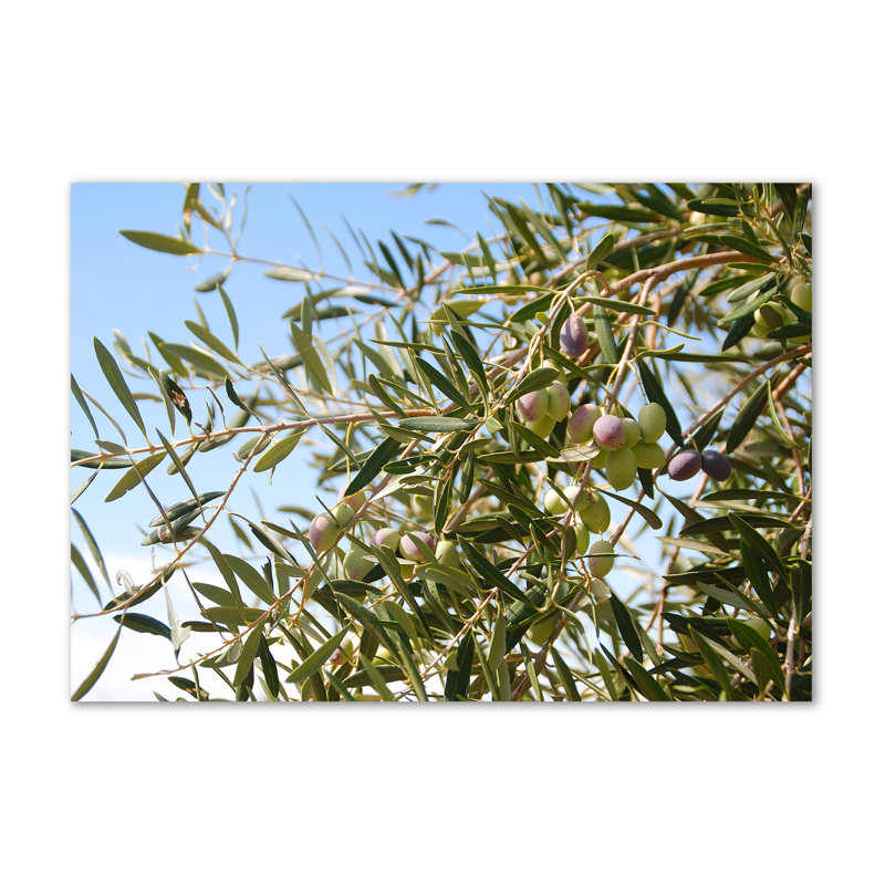 Olive Tree - Wrapped Canvas Print