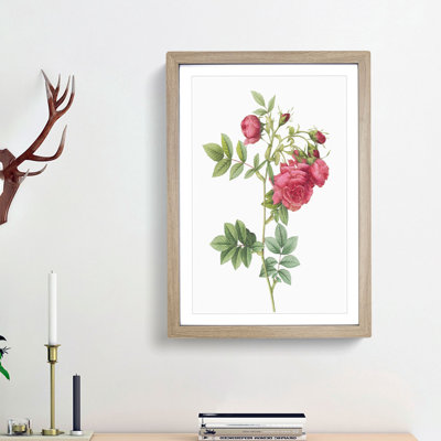 Turnip Rose in Pink by Pierre-Joseph Redoute - Framed Print