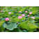 Lotus Pond - Wrapped Canvas Print