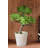 Small Leave Topiary In Pot