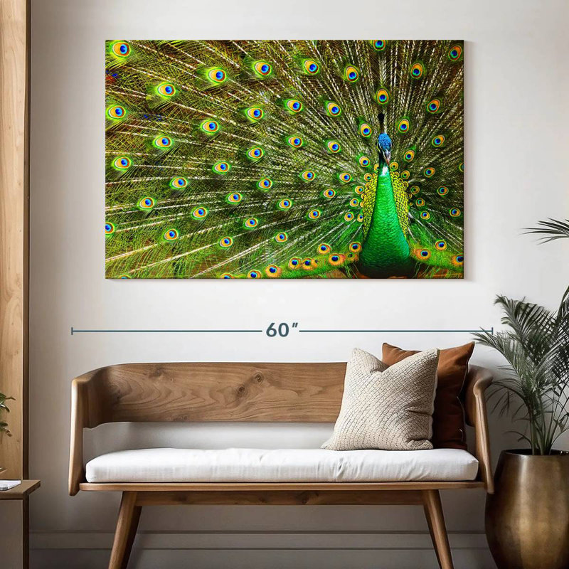 Brampt exhibant des plumes de paon, H 34 po x l 51 po