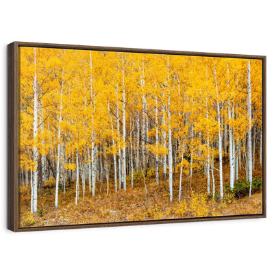 Colorado Aspen Forest