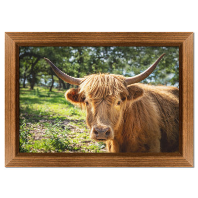 Rosie from the Highlands by Kelly Wade. Paper Print - Mounted & Framed