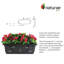 Bougain d'extérieur Fuschia. Pot à fleurs-174398000