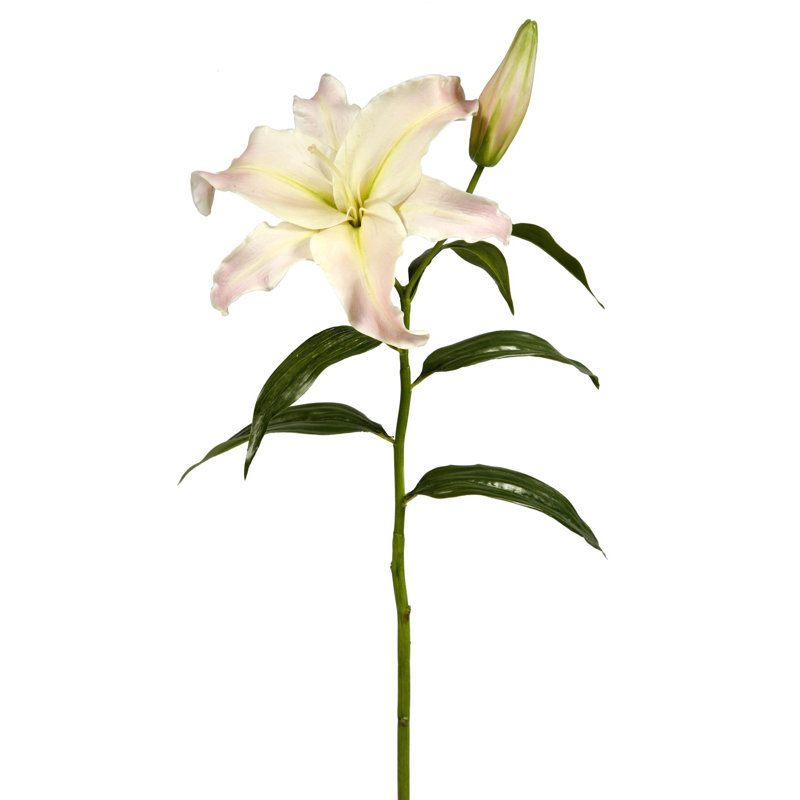 LILY CASABLANCA STEM
