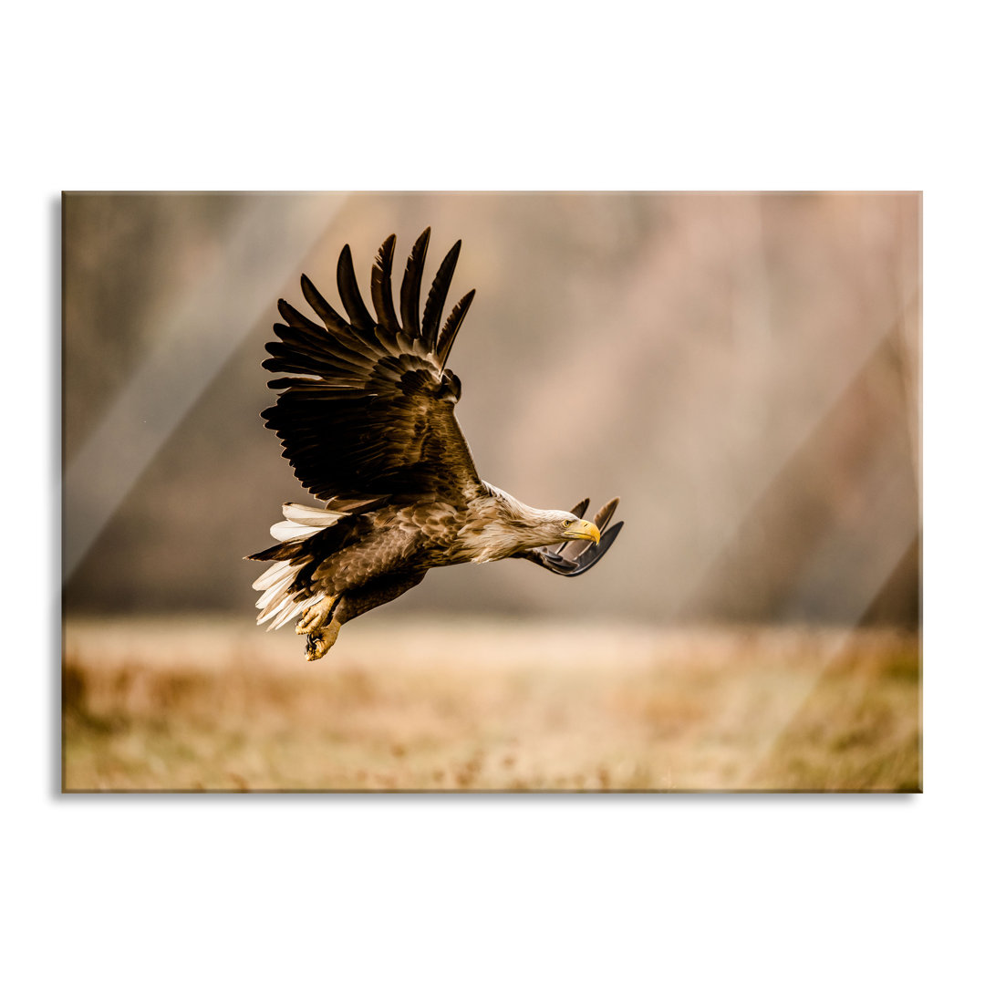 Glasbild Nahaufnahme Adler bei der Jagd