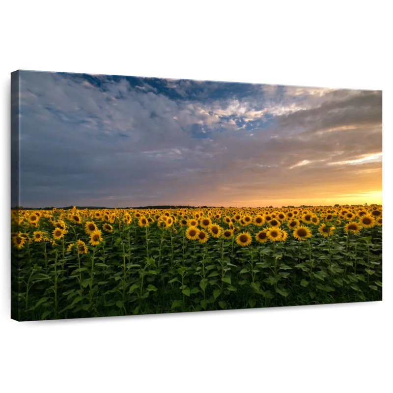 Champ de tournesols Alvord Mittenwalde, H 16 po x l 24 po