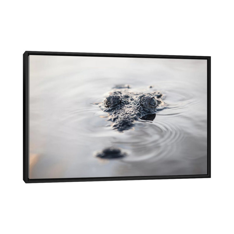 «A Large American Crocodile Surfaces in a Lagoon», impression sur toile, H 18 po x l 26 po x P 1,5 po, Toile avec cadre noir