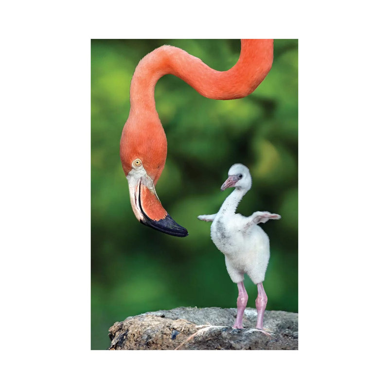 Flamingo With Chick by Xavier Ortega - Wrapped Canvas Print, 20.32 cm H x 30.48 cm W