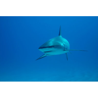 Out of nowhere 1 Piece Wrapped Canvas Wall Art