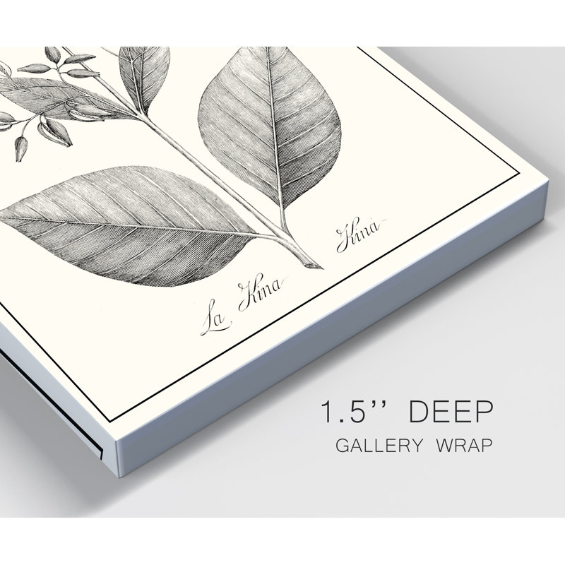 «Antique Black and White Botanical», reproduction d'art sur toile tendue, H 27 po x l 18 po x P 1,5 po