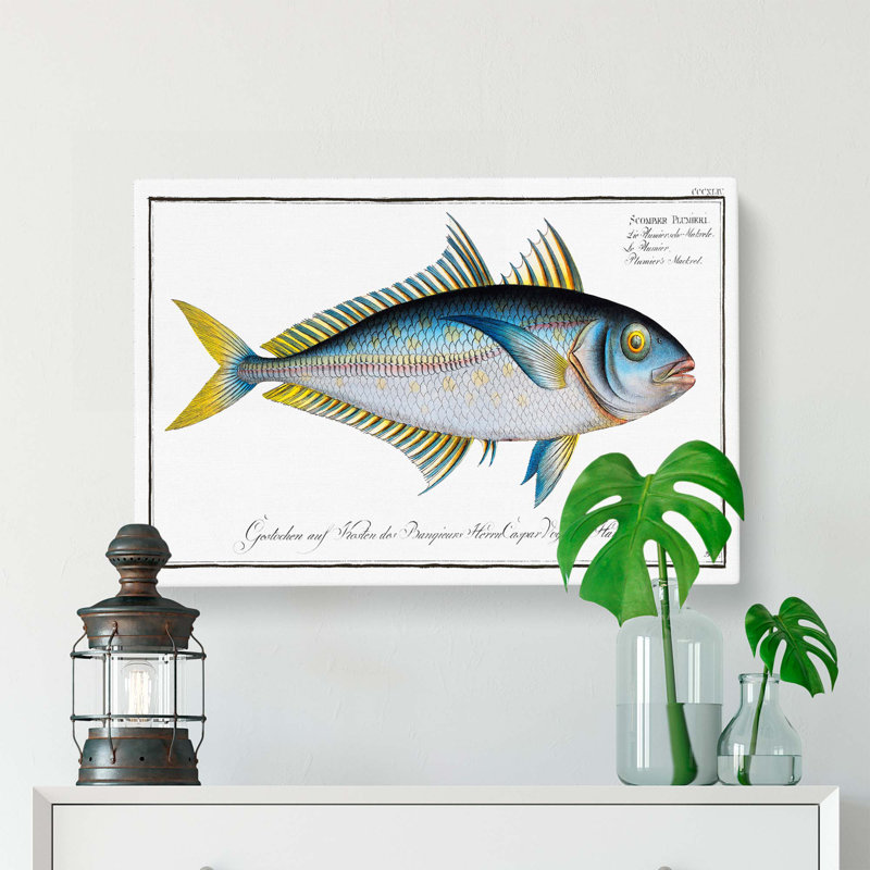 Plumiers Mackerel Fish - Wrapped Canvas, 35cm H x 50cm W x 3cm D