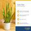 Peace Lily Plant in Planter