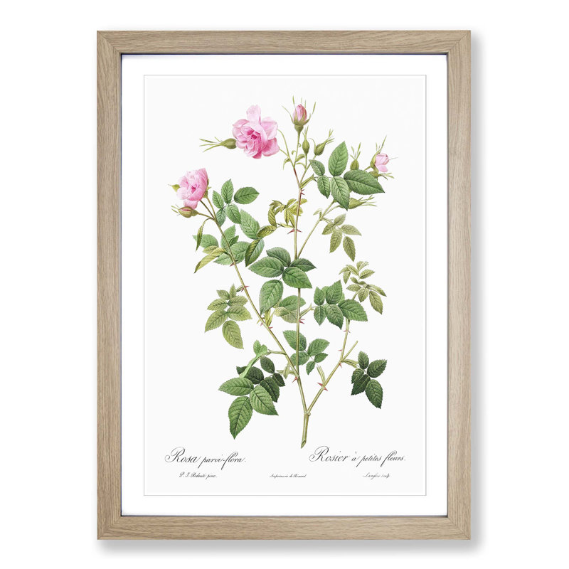 Wild Rose in Pink by Pierre-Joseph Redoute - Picture Frame Painting Print, 48cm H x 36cm W x 2cm D, Oak Framed