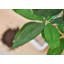 Bonsaï de table réaliste avec arbre vert